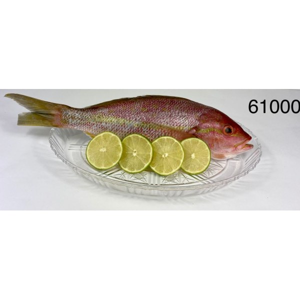 YELLOW.TAIL SNAPPER/PARGO WGGS 1-2 ENTER. 8/1.25LB