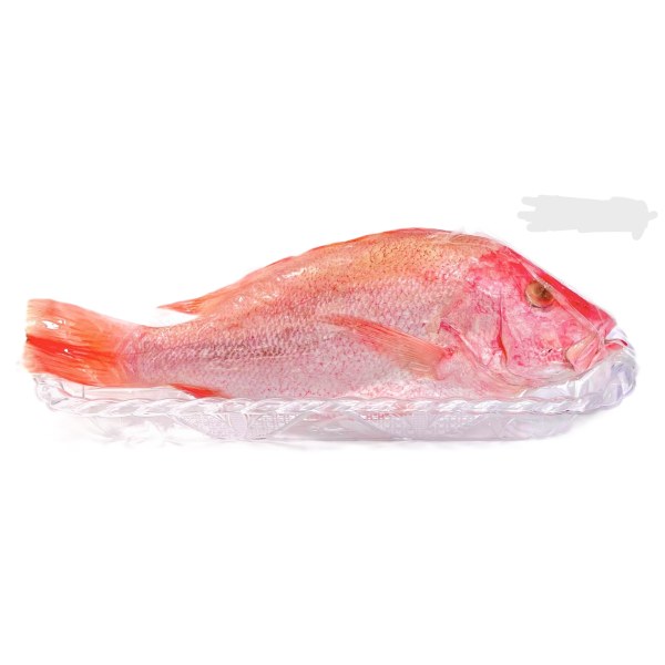 SCARLET SNAPPER 1-1.5/PARGO ENTERO. 13/1.2LB